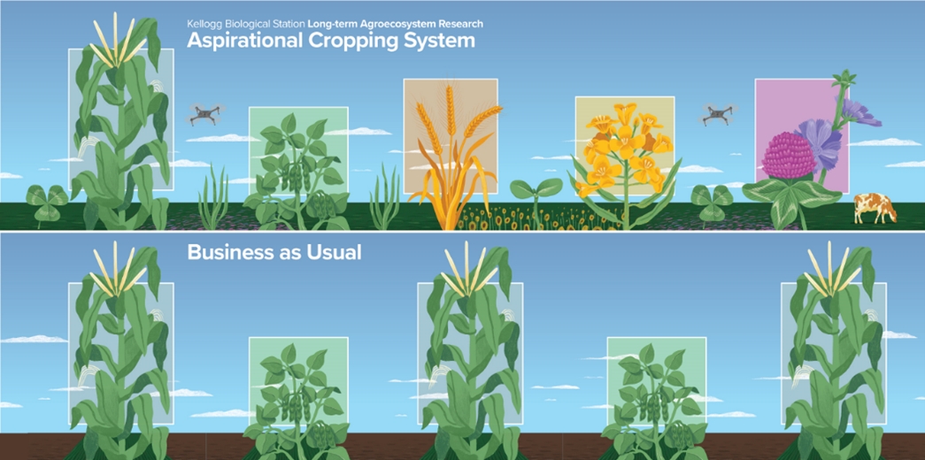 A graphic showing the difference between apsirational cropping systems and business-as-usual cropping systems.